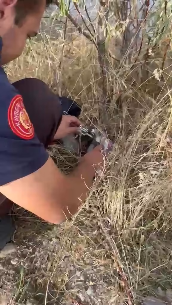 Kafası konserve kutusuna sıkışan kediye itfaiyeden yardım eli