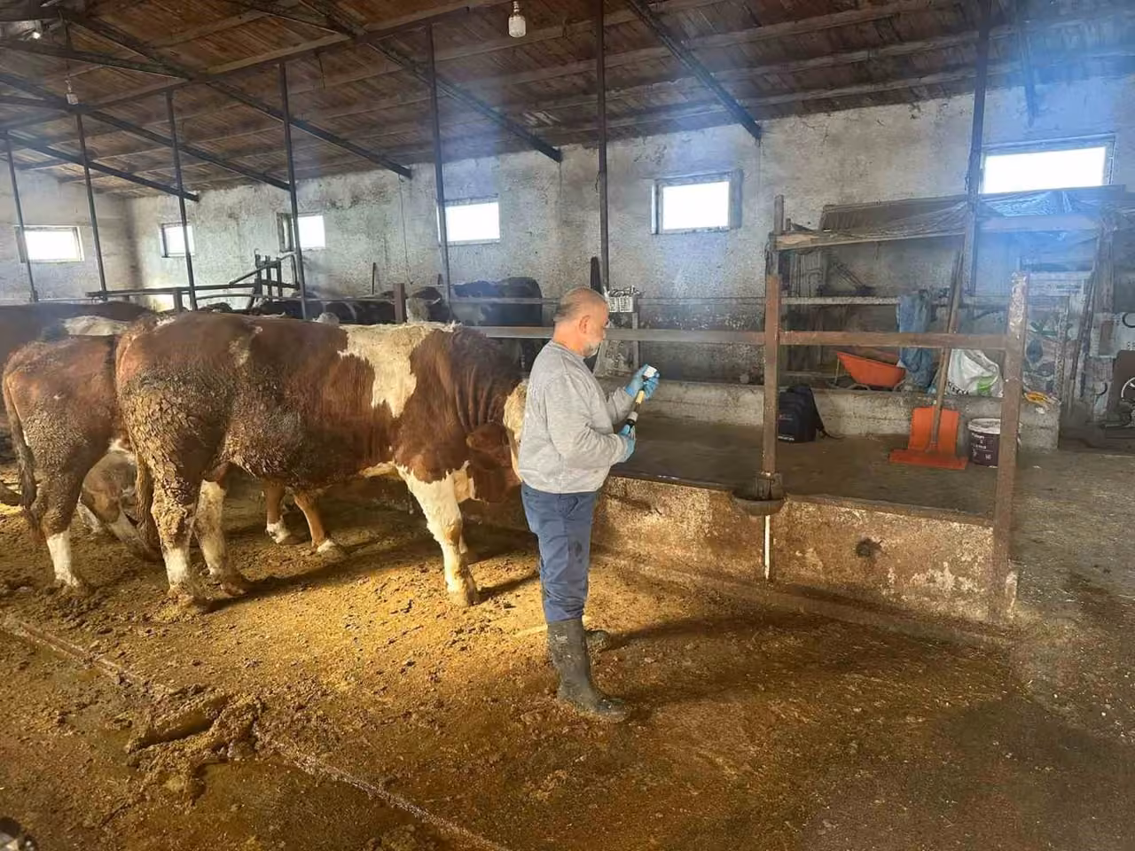 Aydıntepe’de şap aşılama çalışmaları 13 köyde tamamlandı