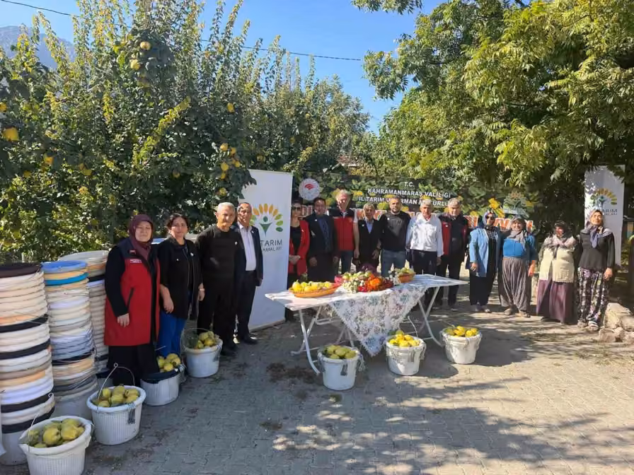 Kahramanmaraş’ta ayva üreticilerine hasat desteği