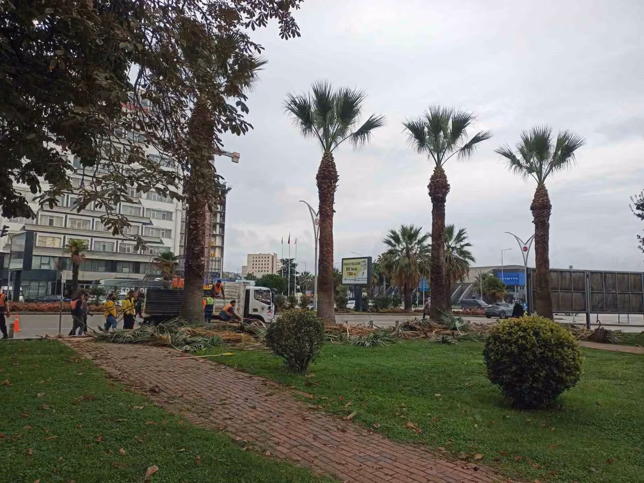 Meydan çevresindeki palmiye ağaçlarına sonbahar-kış bakımı