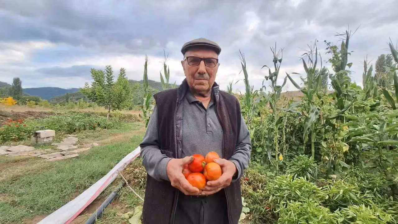 Dededen kalan domates tohumunu geleceğe taşıyor