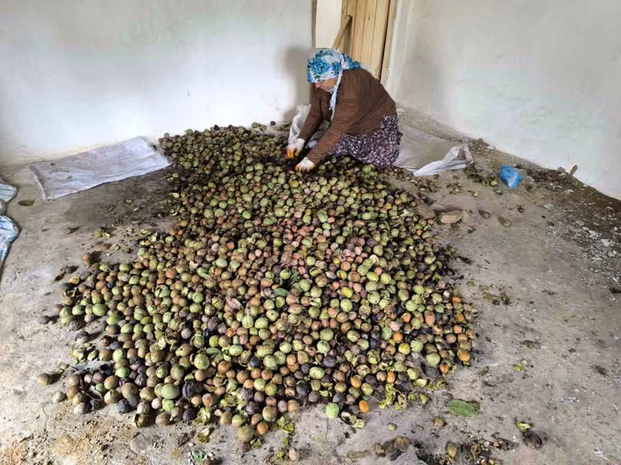 Sason’da sonbaharla birlikte ceviz mesaisi başladı