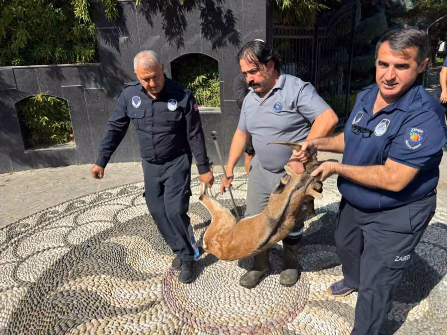 Kemer’de yaralı bulunan dağ keçisi tedavi altına alındı
