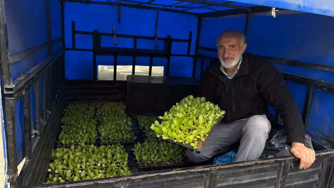 Akçaabat’ta 65 bin marul fidesi çiftçilere teslim edildi