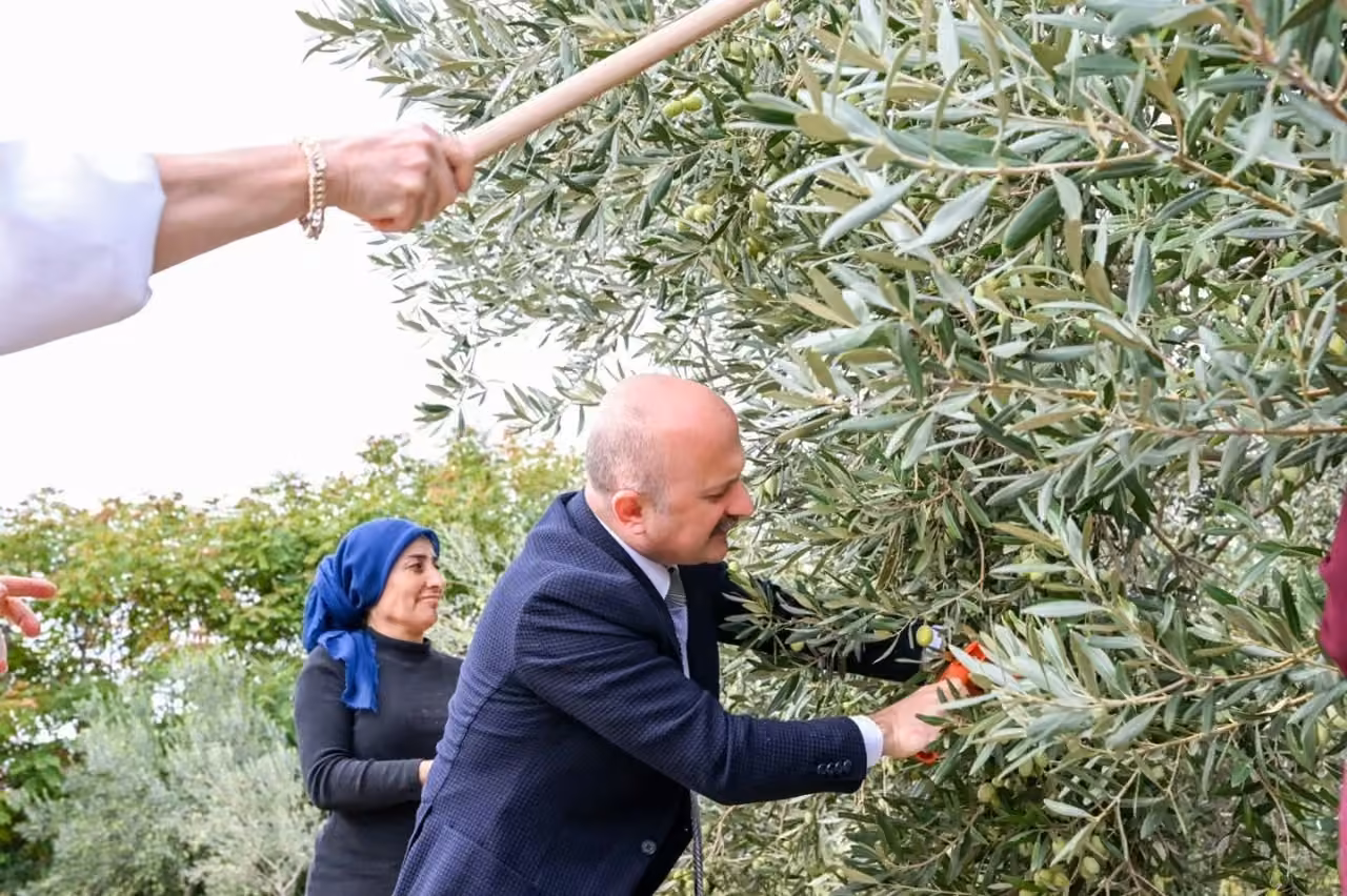 Aydın Valisi Varol, kadın çiftçilerle zeytin topladı