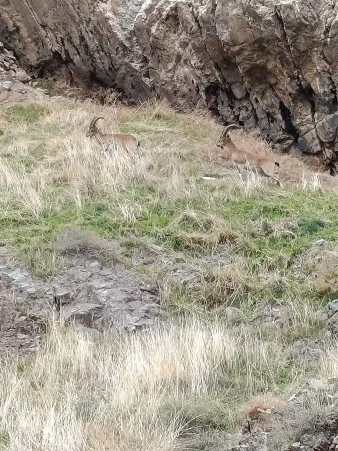 Elazığ’da dağ keçileri görüldü