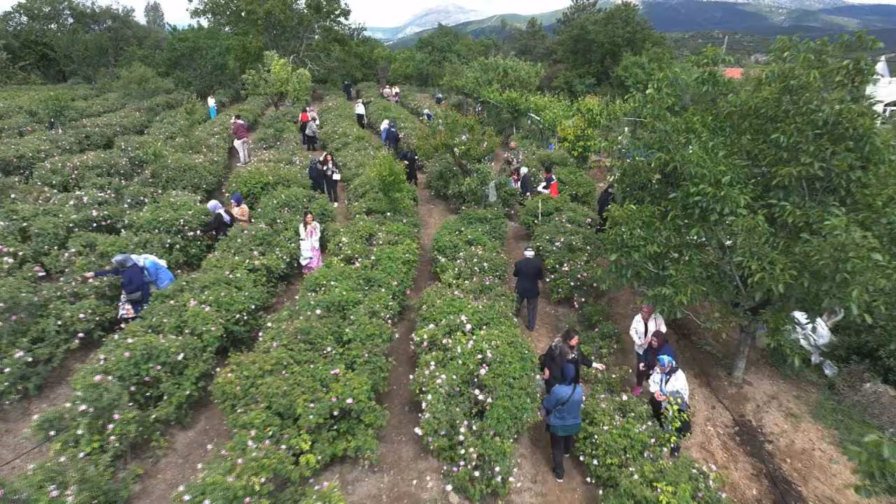 Gül çiçeği taban fiyatı 95 lira olarak belirlendi