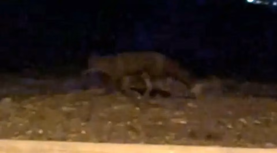 Eskişehir’de gece saatlerinde sokakta görülen tilki kamerada