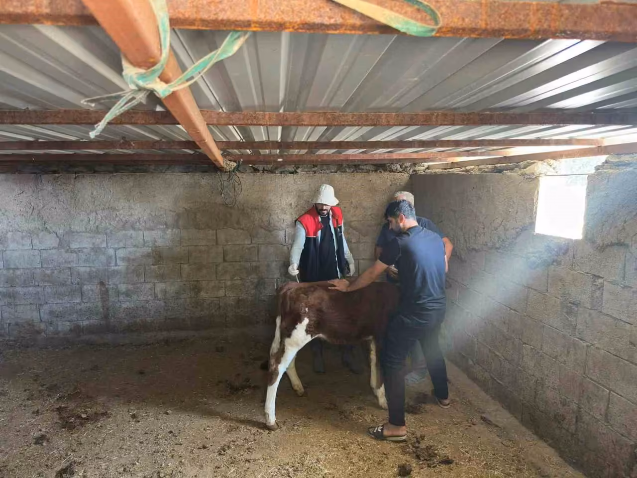 Cizre’de hayvan aşılama ve küpeleme çalışmaları sürüyor