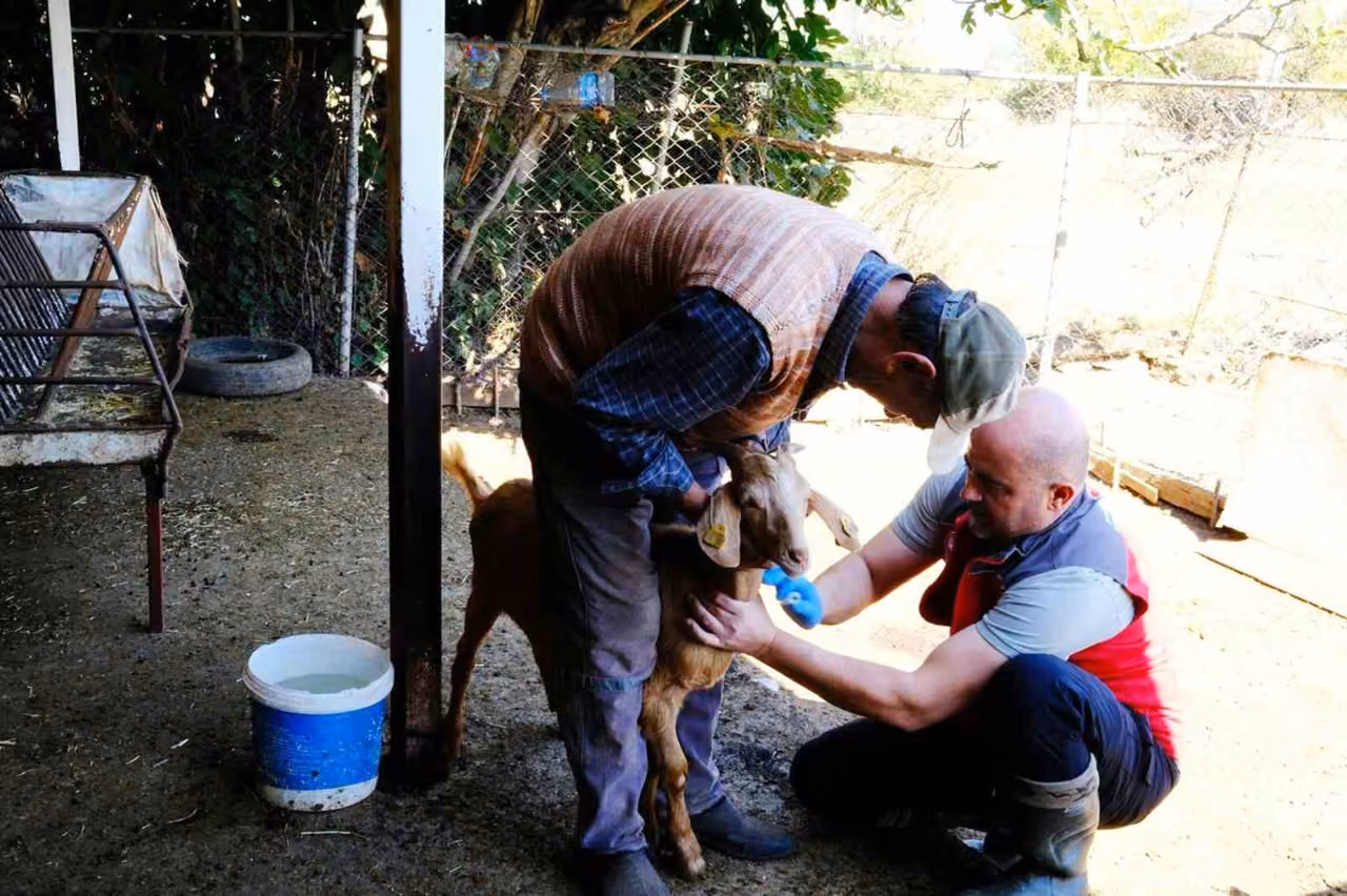 Muğla’da hayvan sağlığı ile mücadele çalışmaları devam ediyor