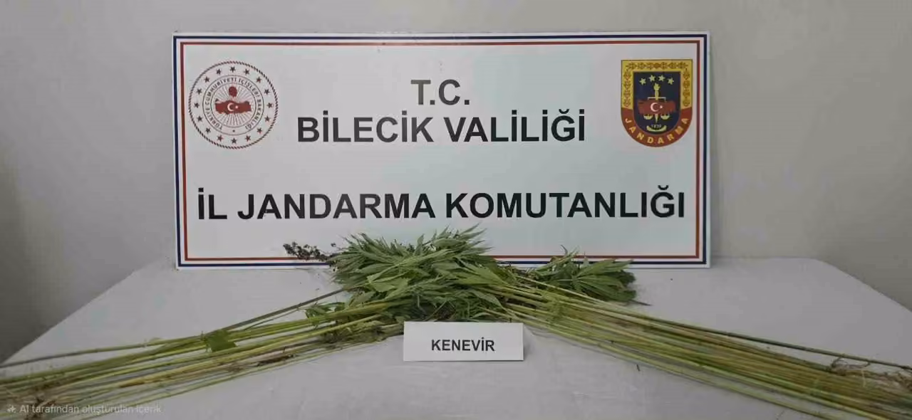 Bilecik’te tarlada kenevir bitkisi ele geçirildi