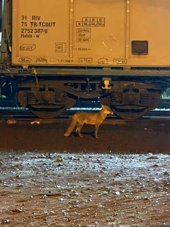 Muratlı’da tilki hareketliliği: Tren istasyonu yakınında görüldü