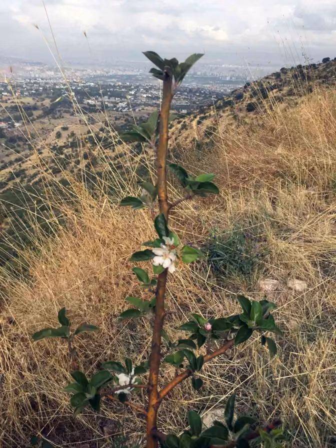 Ali Dağı’nda ekimde elma ağacı çiçek açtı