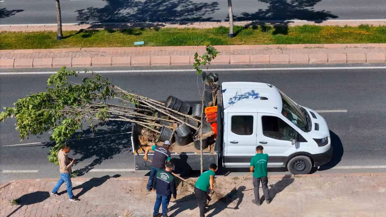 Ömrünü tamamlayan ağaçların yerine yenileri dikiliyor
