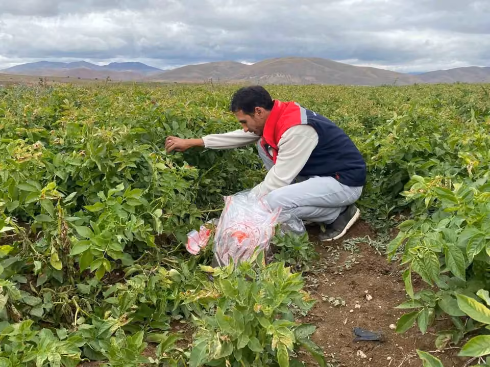 Tohumluk patates üretim alanlarında karantina kontrolü yapıldı