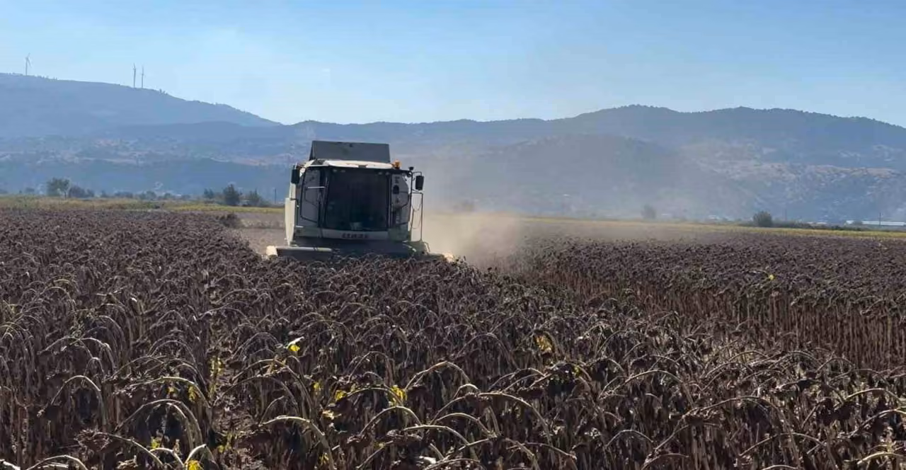 Koçarlı’da ayçiçeğindeki hibe desteği meyvesini verdi, ürünler hasat edildi