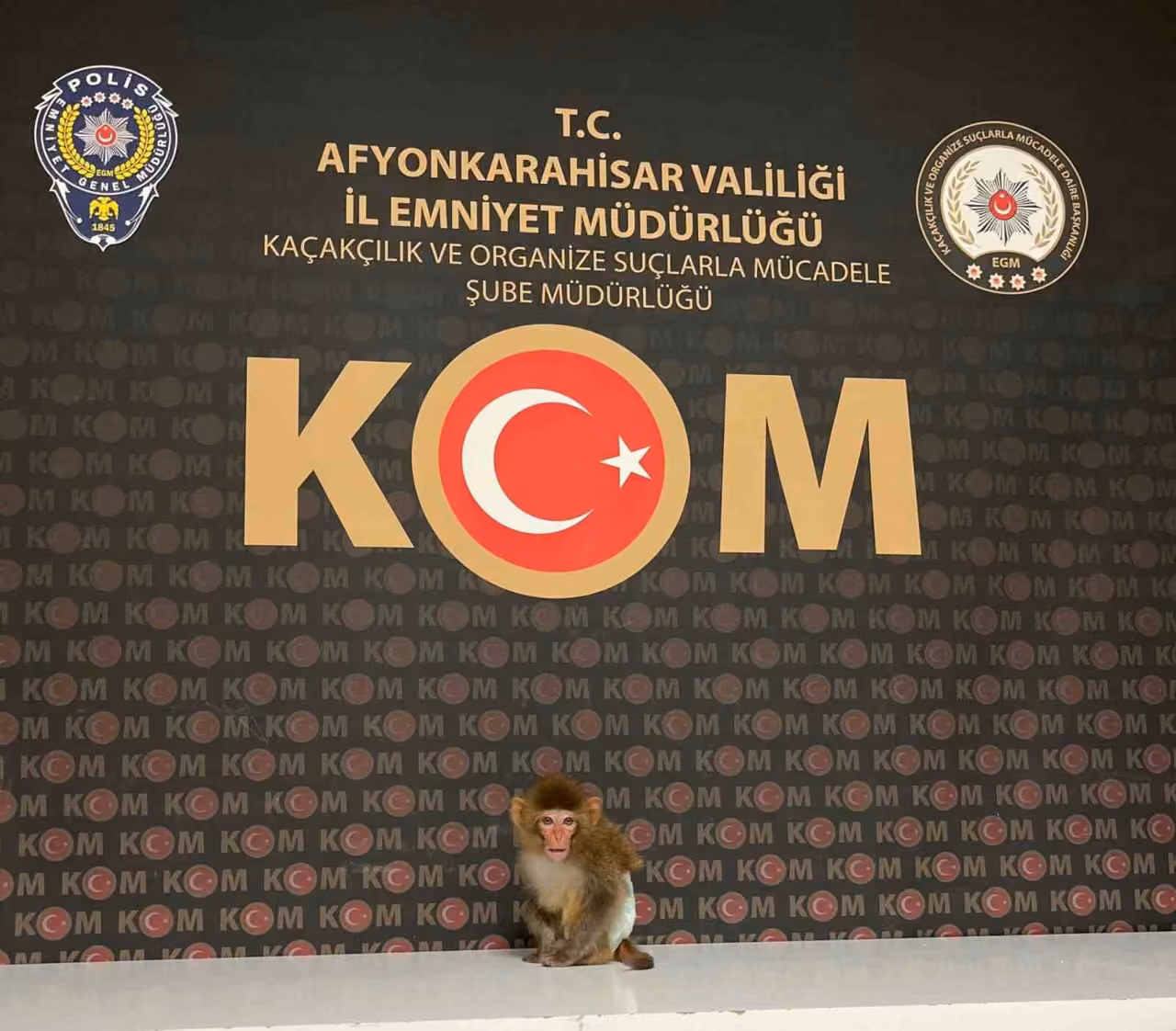 Polis yaptığı baskında nesli tükenmekte olan maymun yakaladı