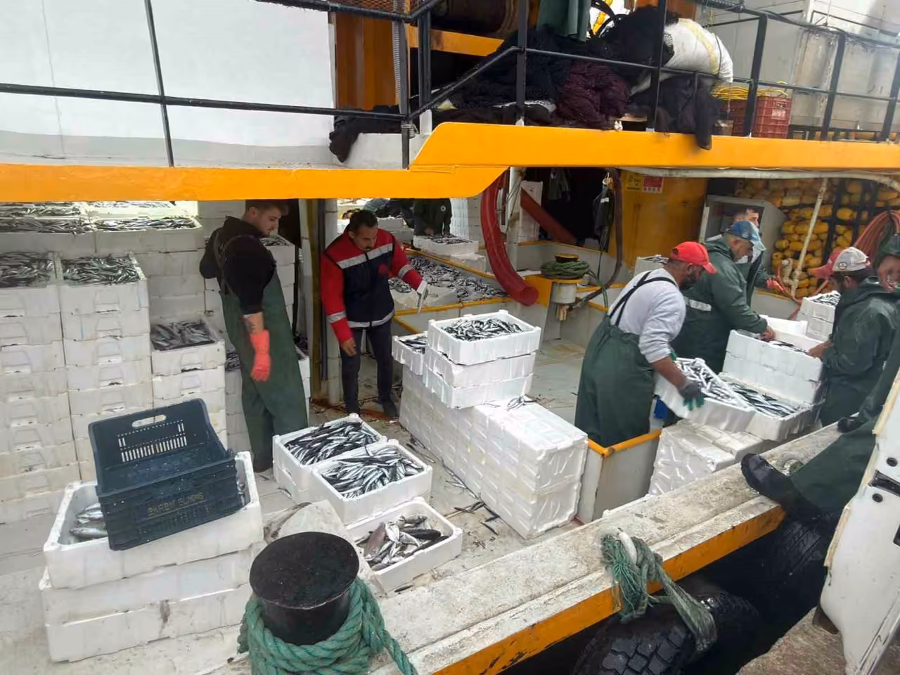 Didim’de hamsi kotası denetimleri sürüyor