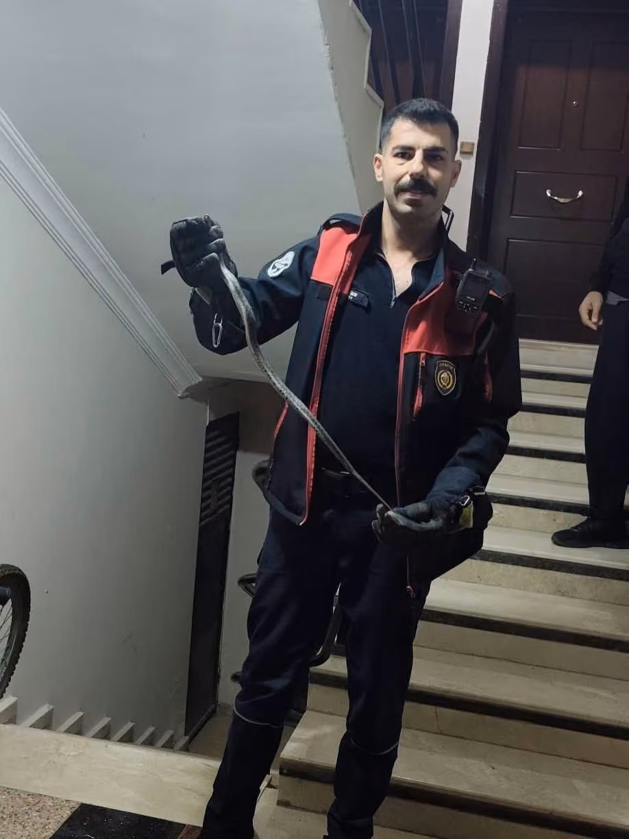 Defne’de yerleşim yerinde görülen yılan doğaya bırakıldı