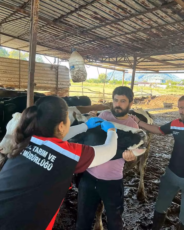 Ortaca’da Şap ve Brucella aşılama çalışması devam ediyor