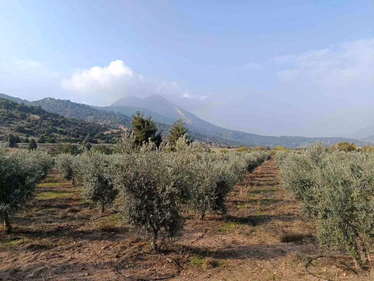 Eskişehir’in mikroklima havzasında zeytin bereketi