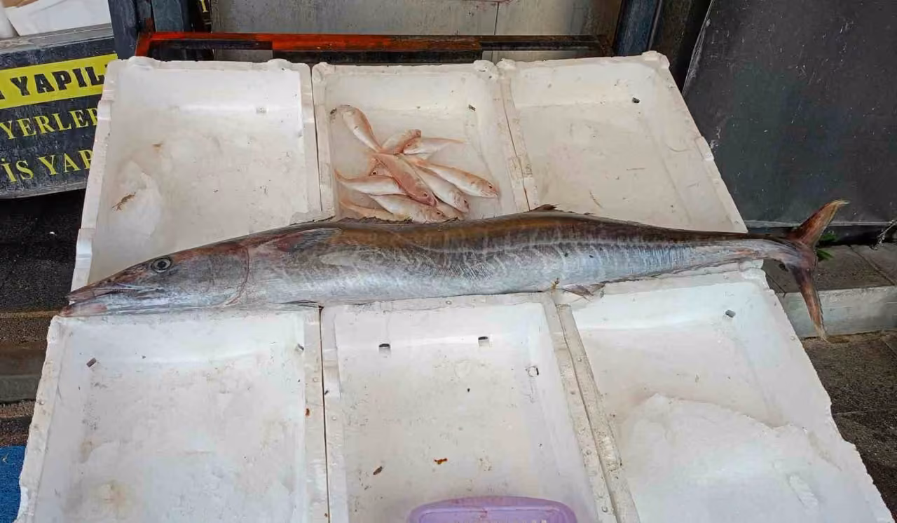 Akdeniz’de 12 kilogramlık ceylan balığı yakalandı