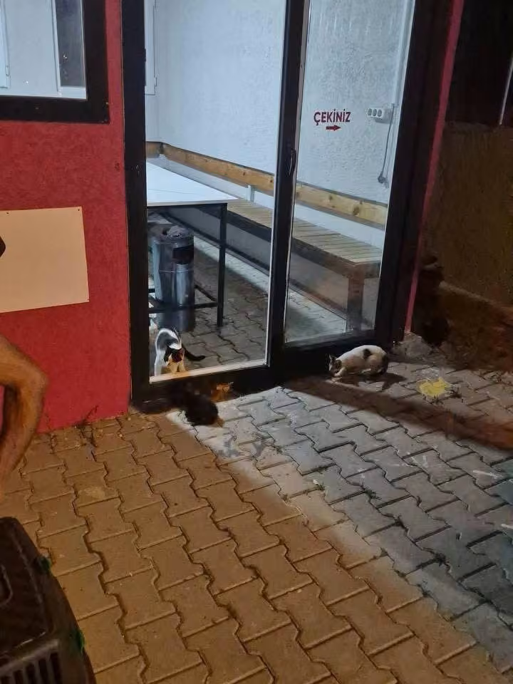 Arsuz’da aracın motoruna sıkışan kedi kurtarıldı
