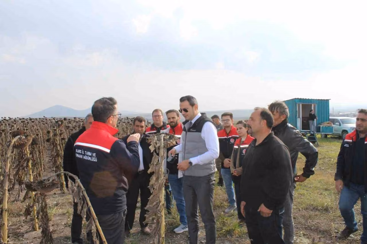 Selim’de 80 dönümlük tarlada ayçiçeği hasadı